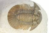 Hollardops Trilobite With Scabriscutellum - Multi-Toned Shell #251434-7